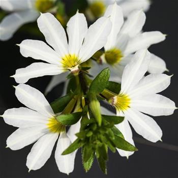 Vějířovka bílá 4ks 11cm