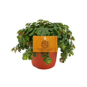 Rozchodník Tundra Tornado květináč 10,5cm