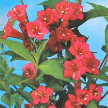 Vajgélie  All Summer Red® květináč 2,5 litru, výška 20/30cm, keř