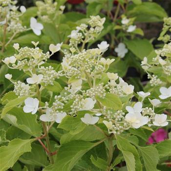 Hortenzie latnatá Butterfly® květináč 5 litrů, výška 40/50cm, keř