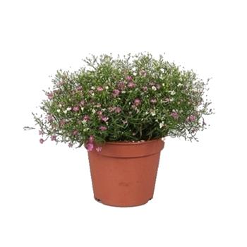 Šater zední květináč 13cm
