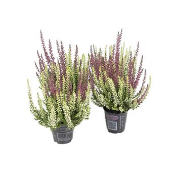 Vřes obecný Beauty-Ladies Twins květináč 6,5cm