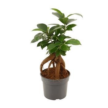 Fíkovník maloplodý bonsai květináč 9cm