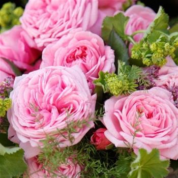 Růže Kordes Parfuma Rosengräfin Marie Henriette 2 litry