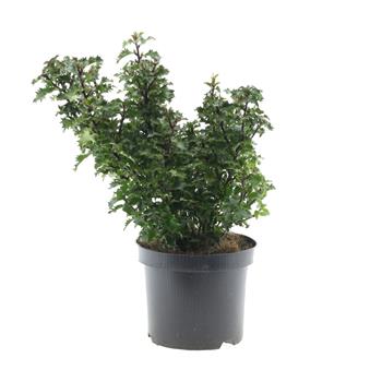 Cesmína Little Rascal výška 20/30cm, květináč 2 litry