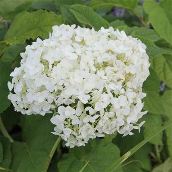 Hortenzie stromečkovitá Annabelle výška 30/40cm, květináč 1 litr