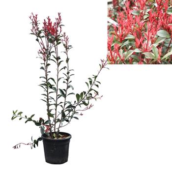 Blýskalka Fraserova 'Carré Rouge' květináč 10litrů, výška 30/80cm, keř
