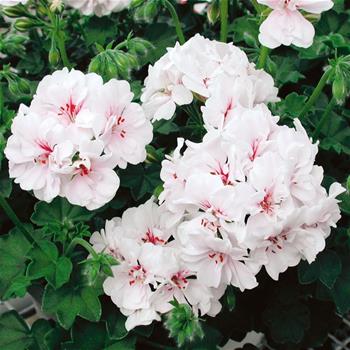 Pelargonie převislá bílá plnokvětá 4ks 11cm