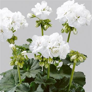 Pelargonie páskatá bílá 4ks 11cm