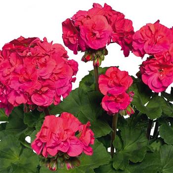 Pelargonie páskatá červená plnokvětá 4ks 11cm