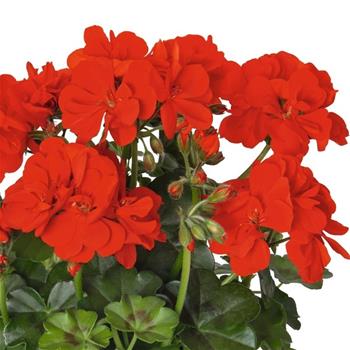 Pelargonie převislá červeno-oranžová plnokvětá 4ks 11cm