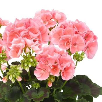 Pelargonie páskatá lososová 4ks 11cm