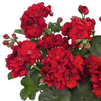 Pelargonie převislá červená plnokvětá 4ks 11cm