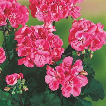 Pelargonie páskatá růžová se světlým středem 4ks 11cm
