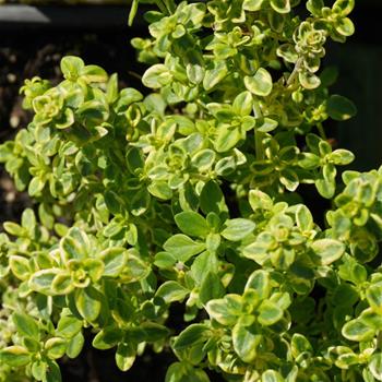 Mateřídouška Lemon Variegated 9cm