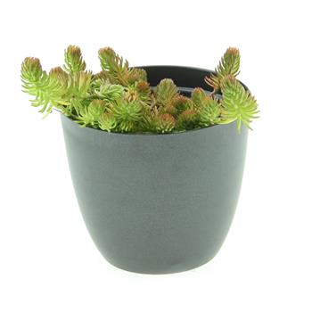 Rozchodník skalní Angelina květináč 12cm