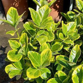 Brslen japonský Aureomarginatus výška 20-40cm, květináč 2,5 litru