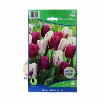 Tulipán Flaming Purple mix 25ks