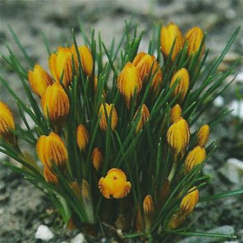 Krokus Fuscotinctus 10ks