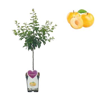 Slivoň Oulinská květináč 5 litrů, patio, zákrsek, SAMOSPRAŠNÁ