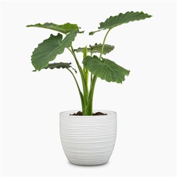 Obal Scheurich PANNA 866 keramika 16cm