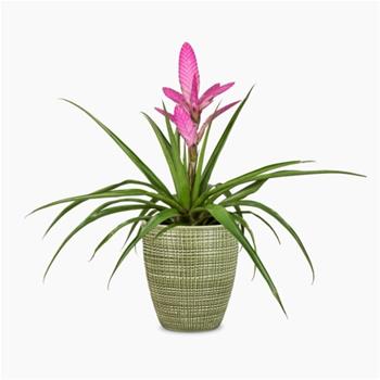 Obal orchidej Scheurich MENTA 667 keramika 13cm