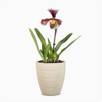 Obal orchidej Scheurich VAINILLA 667 keramika 13cm