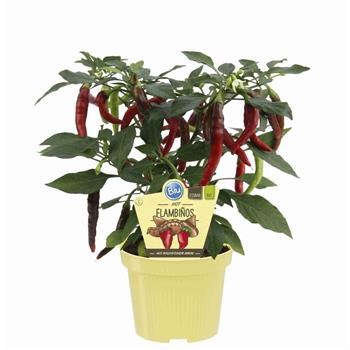 Paprika chili Flambinos BIO květináč 12cm