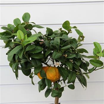 Citrus Red Lime 22cm
