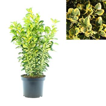 Brslen japonský Aureus květináč 2,5 litru, výška 20/30cm, keř