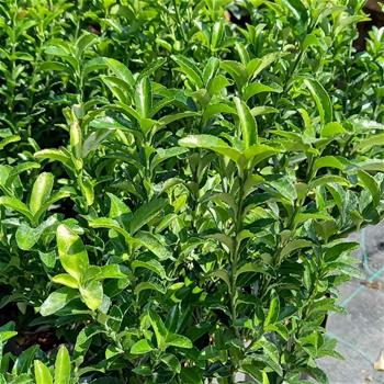 Brslen japonský Green Spire výška 20/30cm, květináč 2,5 litru