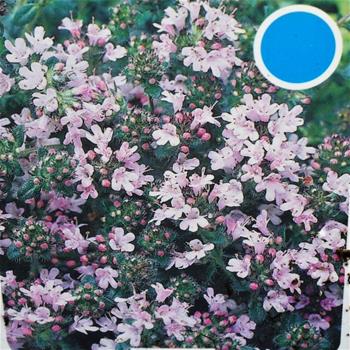 Mateřídouška Pink Chintz 9cm