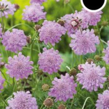 Hlaváč Pink Mist 9cm