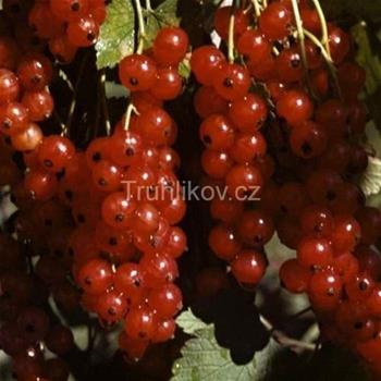 Rybíz červený Rovada květináč 1,6 litru, keř