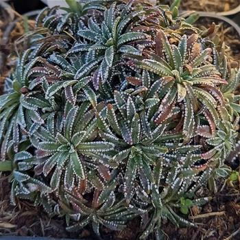 Lomikámen korovitý Carniolica květináč 9cm