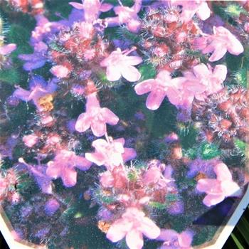 Mateřídouška var. pseudolanuginosus 9cm