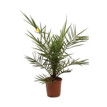 Datlovník kanárský výška 80/100cm, květináč 7 litrů