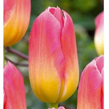 Tulipán Tom Pouce 10ks