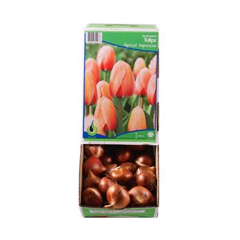 Tulipán Apricot Impression 10ks