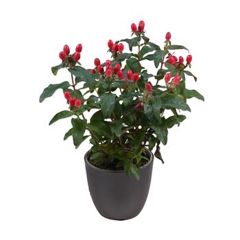 Třezalka Miracle mix, květináč 13cm