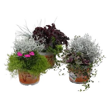 Rostliny podzimní Trio mix, květináč 13cm