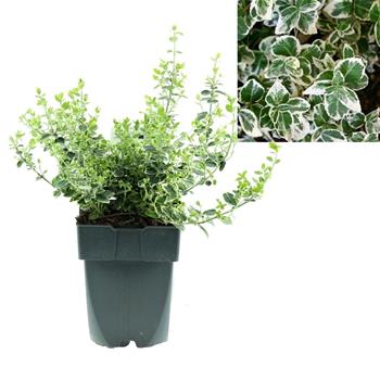 Brslen Fortunův Emerald Gaiety květináč 2,5 litru, výška 20/30cm, keř