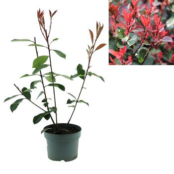 Blýskalka Red Robin květináč 2 litry, výška 40/60cm, keř