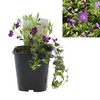 Barvínek menší 'Atropurpurea' 1,4 litru