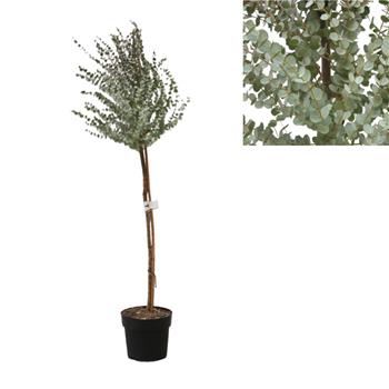 Blahovičník Gunnův kmínek 1/4, květináč 9 litrů