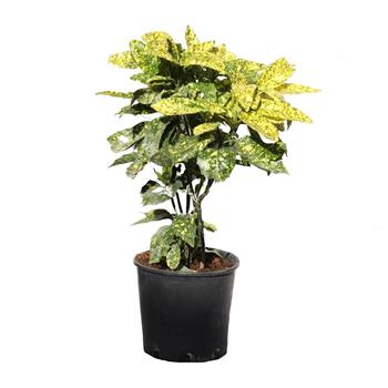 Aukuba japonská 'Crotonifolia Gold' květináč 10 litrů, výška 60/80cm, keř
