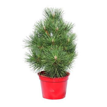 Borovice Thunbergova Maijima výška 30/40cm, květináč 5 litrů