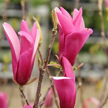 Magnolie Susan květináč 5 litrů