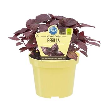 Perila křovitá Shiso Red BIO květináč 12cm