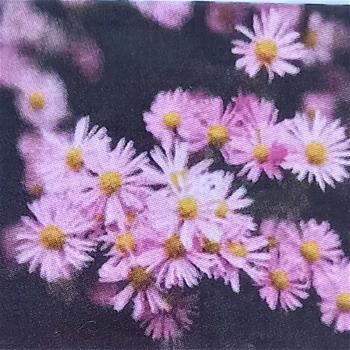 Hvězdnice Pink Star květináč 11cm